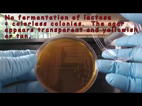 MacConkey Agar