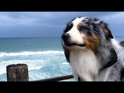 The Top 14 Medium Dog Breeds