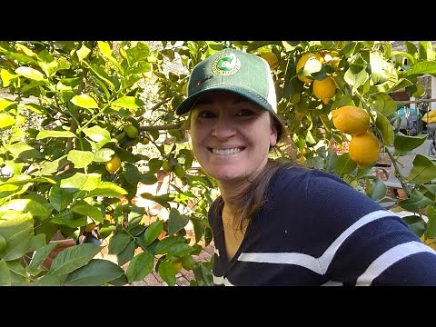 How to Score a citrus tree PROPERLY: QUICK Review on how to prune citrus using tree science