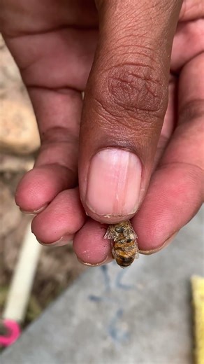 Beekeeping Routine 🐝 | Hive Care & Active Bee Colony #Shorts