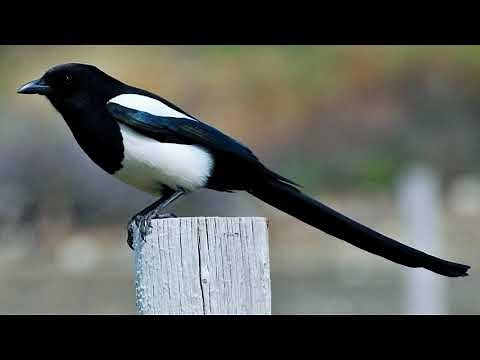 Black-billed magpie call, Black-billed magpie singing [HD black-billed magpie sound]
