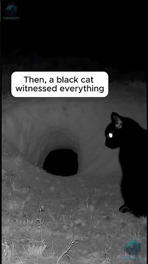 Winter Night Wildlife Footage: Black Cat, Hyena, and a Mother Rabbit with Baby Rabbits#cctv