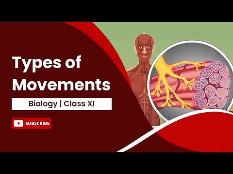 Types of Movements | Locomotion and Movement | Biology | Class 11