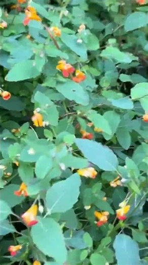 Do you know Jewel Weed