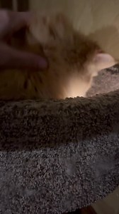 7.8K views · 1.5K reactions | Merlin's Hope: Ragdoll Rescue on Reels | Facebook