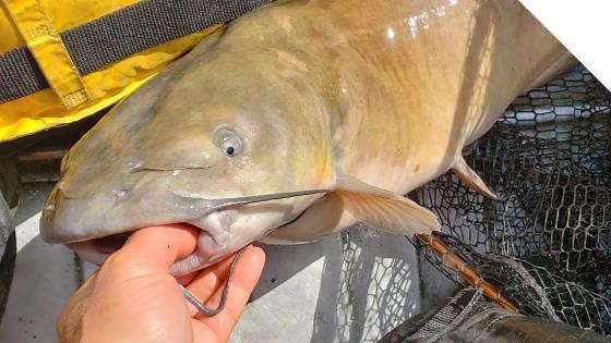 How to catch channel catfish using cut bait with no line tangles!