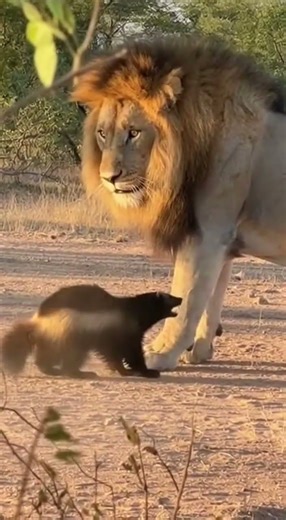 You Won’t Believe How This Lion Reacted to a Wolverine 😱 #wildlife #scary