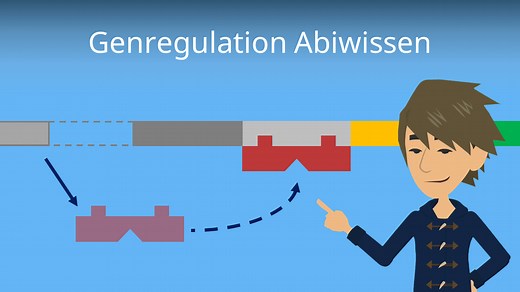 Genregulation Abiwissen • Operonmodell, lac- und trp-Operon