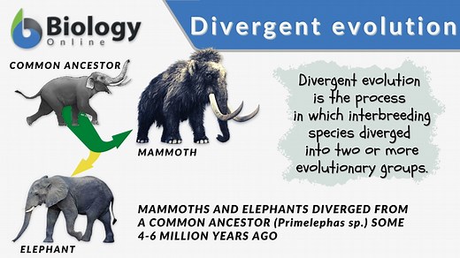 Divergent evolution - Definition and Examples - Biology Online Dictionary