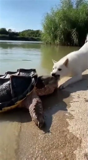 Curious Dogs Encounter a Snapping Turtle#Dogs #animalbehavior #naturevideo
