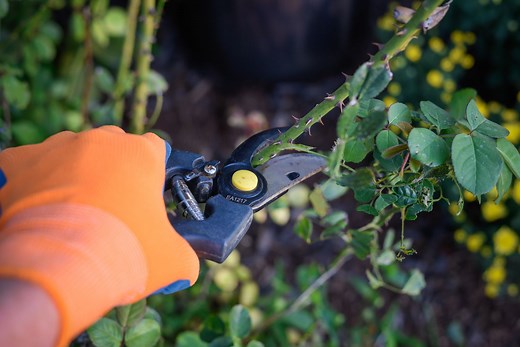 25 Gardening Tips You'll Wish You'd Known Sooner