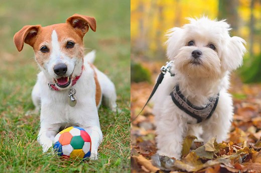 Jacktese (Jack Russell Terrier & Maltese Mix) Info, Pictures, Facts, FAQs & More