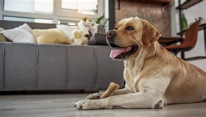 Best Chew Bones for Dogs (9 Recommended Bone Chews for Fido to Try!)