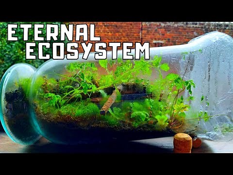 How to Make an Eternal Terrarium Ecosystem in a jar