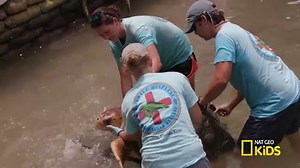 Fun Sea Turtle Activities for Kids, Lesson Plans, & Craft Freebie