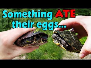 The "Other" Reptiles we Found while Herping for Timbers