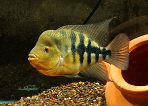 Amphilophus zaliosus - Alchetron, The Free Social Encyclopedia