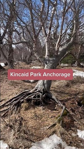 The Most Scenic Moose Sighting Spot In Anchorage | Kincaid Park Anchorage Alaska