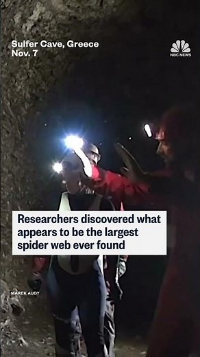 Researchers discovered what appears to be the largest spider web ever found