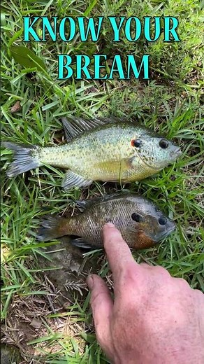 Bluegill vs Red Ear Sunfish: Know your bream! #bluegill #shellcracker #breamfishing