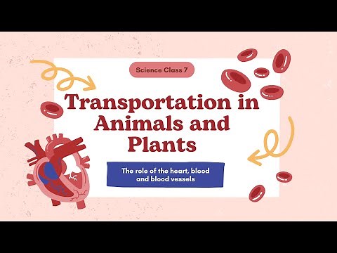 Chapter 7: Transportation in Animals and Plants: Class 7 Science