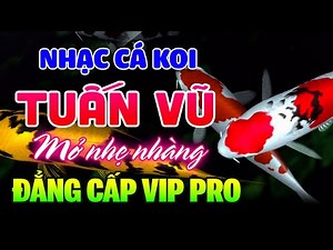 Ngắm Cá Koi Nhật Bản Nghe Nhạc Không Lời Buổi Sáng - Hòa Tấu LK Tuấn Vũ 7X 8X 9X - Nhạc Phòng Trà