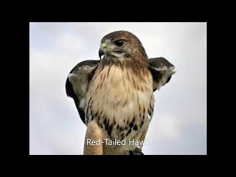 Red Tailed Hawk Call