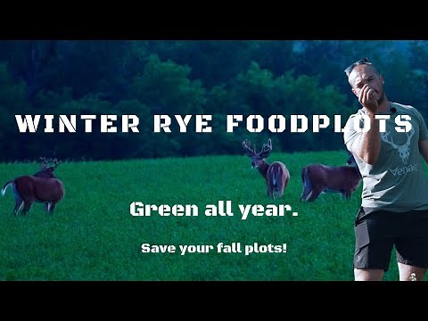 Whitetail Strategy // Winter Rye Food Plots // GUNNAR HANSON