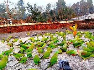 2.4M views · 76K reactions | How to attract cute cute parrots to your roof | BIRD 24 | Facebook