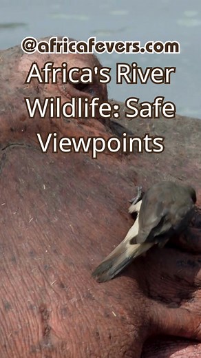 Croc bank or hippo channel? ✔ Crocodiles bask; hippos rule coves ✔ Antelope, baboons patrol river edges ✔ Watch crossings at first/last light Rivers are busy—choose banks with long sightlines 🐊🌅 Open the list and mark safe pull-outs before you pitch camp. #Nilecrocodile #hippo #Limpopo #Zambezi #rivers #safety #wildlife #camping #AfricaFevers | AdventurousAfrica