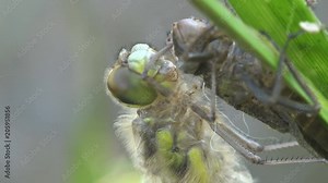 Birth dragonfly. An adult dragonfly has just emerged from its larval skin and is waiting for the wings to expand and dry. Macro insect Two stage insect. Close-up