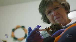 40K views · 1.2K reactions | Meet a Wisconsin WildCare volunteer who...