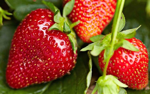 The Best Way to Grow Strawberries for the Sweetest, Juiciest Fruit