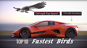 The 10 Fastest Birds Soaring Today's Skies