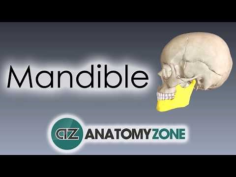 Mandible | Skull Anatomy
