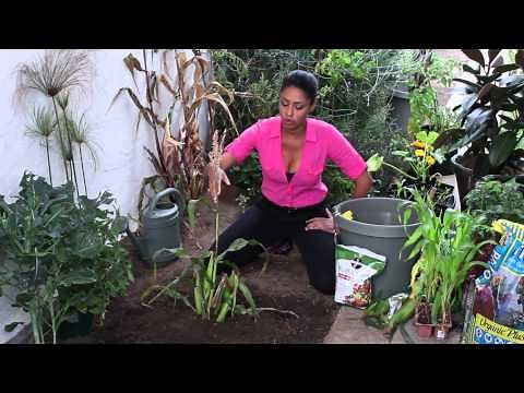How to Detassel Corn : The Chef's Garden