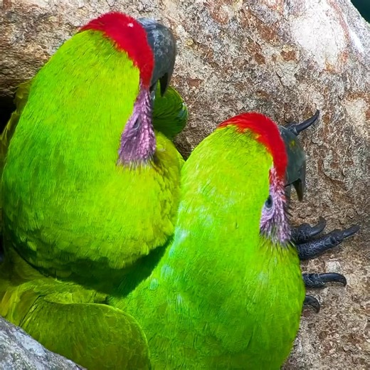 The Great Green Macaws are prepping their nest! Watch live https://explore.org/livecams/macaw-recovery-network/macaw-nest | explore.org