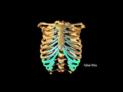 Ribcage Movement During Respiration