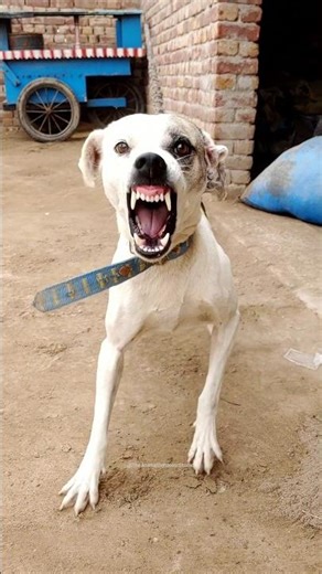 “Aggressive Dog Sound 🐶⚠️ | Angry Growling & Barking”