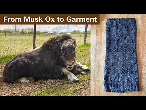 Musk Ox to Garment