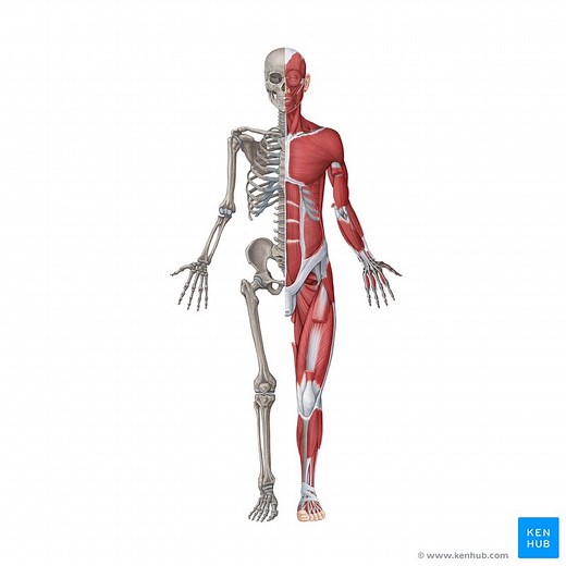 Musculoskeletal system