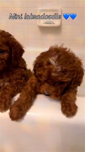 countryclublabradoodles.com on Instagram: "Mini Labradoodles 💙💙"