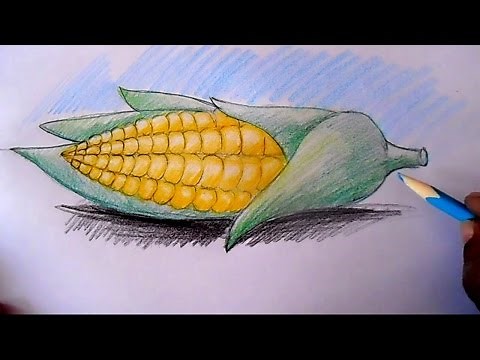 How to draw Corn cob step by step