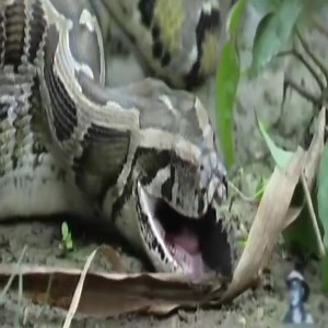 16K views · 104 reactions | Python eats Alligator | Natural Animals | Facebook