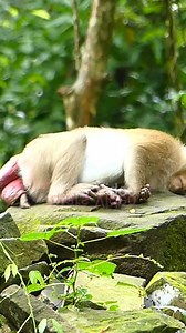 8.8K views · 69 reactions | 8 ,31,2023 oldest pregnant grandma Ashely is big hurt her belly about give birth again she need someone for help her to give birth #Starsvideo | Sweet Baby | Facebook