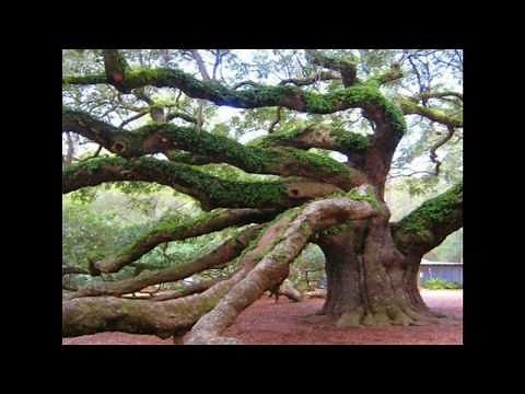 TREES by Joyce Kilmer