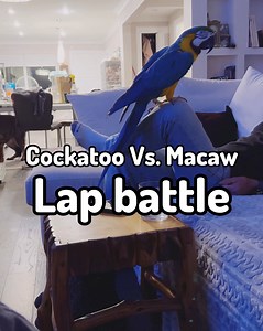 Cockatoo VS Macaw battling to sit on my lap hahaha #pets #animals #cuteanimals | Lucky Lou and Coco Too