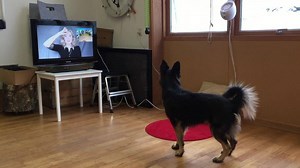 2.6K views · 23 reactions | The amazingly cute and smart Rapido is...