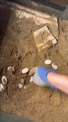 Collecting Fresh Turtles Eggs at the Farm 👀