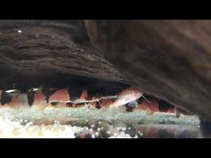 8 Aquarium Catfish For Community Tanks